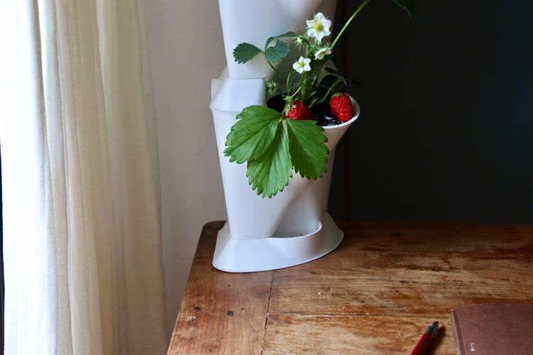 Venso お部屋でミニガーデン・コーナータイプ プランター