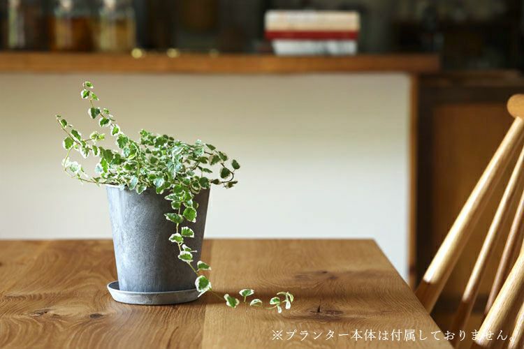 amabro アートストーン ソーサ― LL | TOKILABOトキラボ